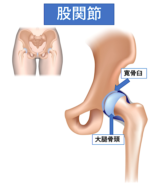 リハビリの専門家が教える 股関節痛改善 トレーニングのポイント コラム パーソナルジム Activate Gym 静岡市葵区と浜松市中区